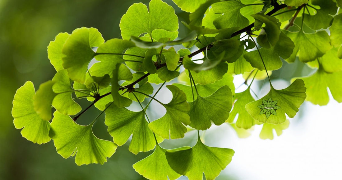 Ginkgo Biloba - Beneficii și Proprietăți Terapeutice