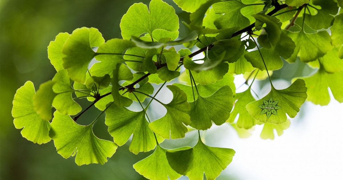 Ginkgo Biloba - Beneficii și Proprietăți Terapeutice