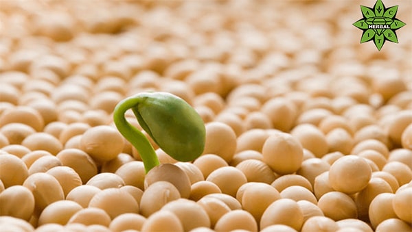 Proteina de Soia - BENEFICII, Riscuri, Dăunătoare sau Benefică?