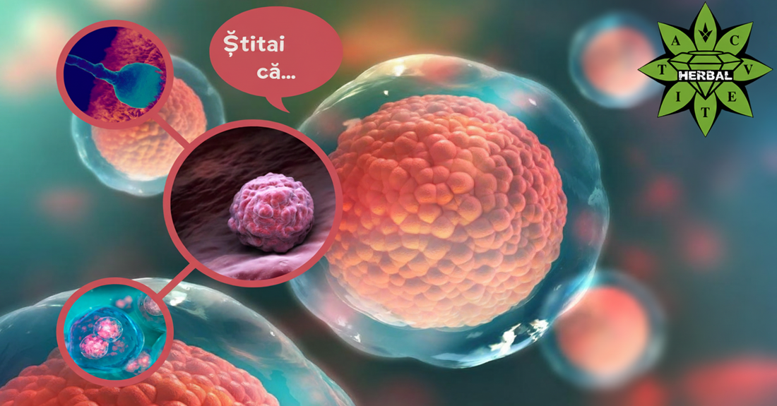 Ovulul - 6 Fapte Curioase