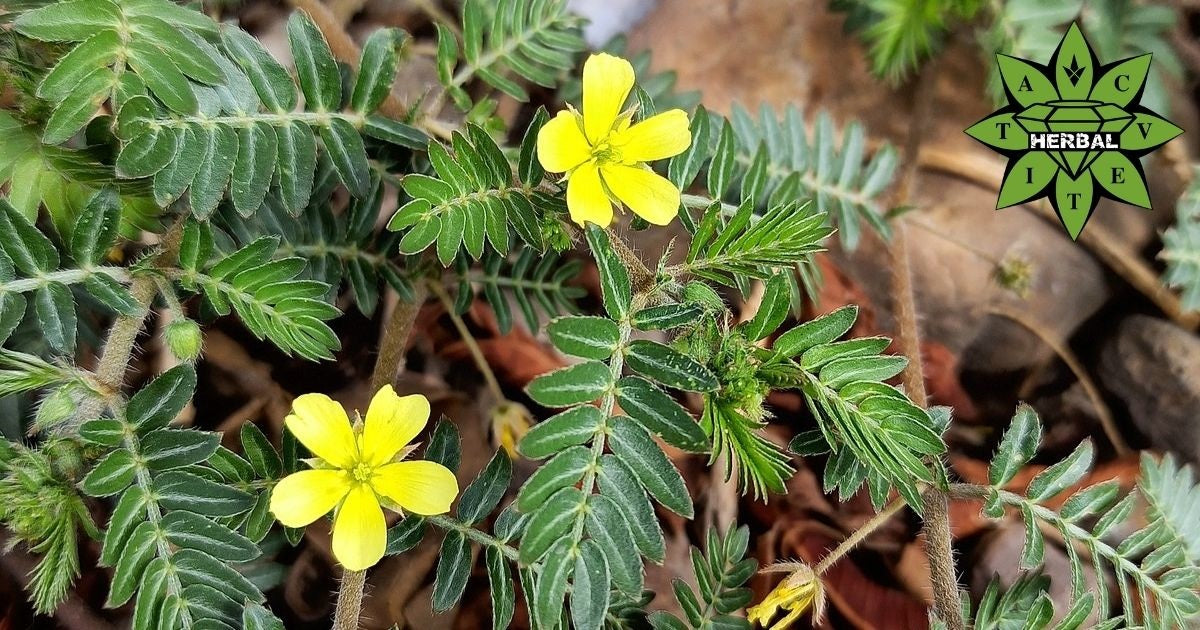 Tribulus Terrestris (Dinții Babei, Ciunga) - Beneficii și Proprietăți Terapeutice